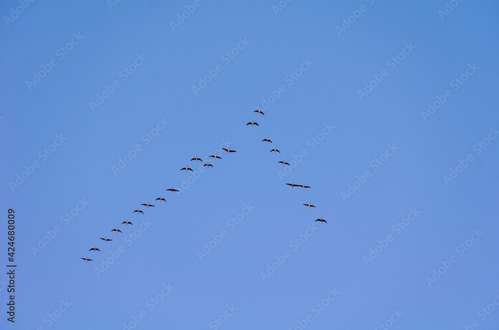 Autumn migration of birds to warm countries in the Siberian sky Autumn migration of birds to warm countries in the Siberian sky