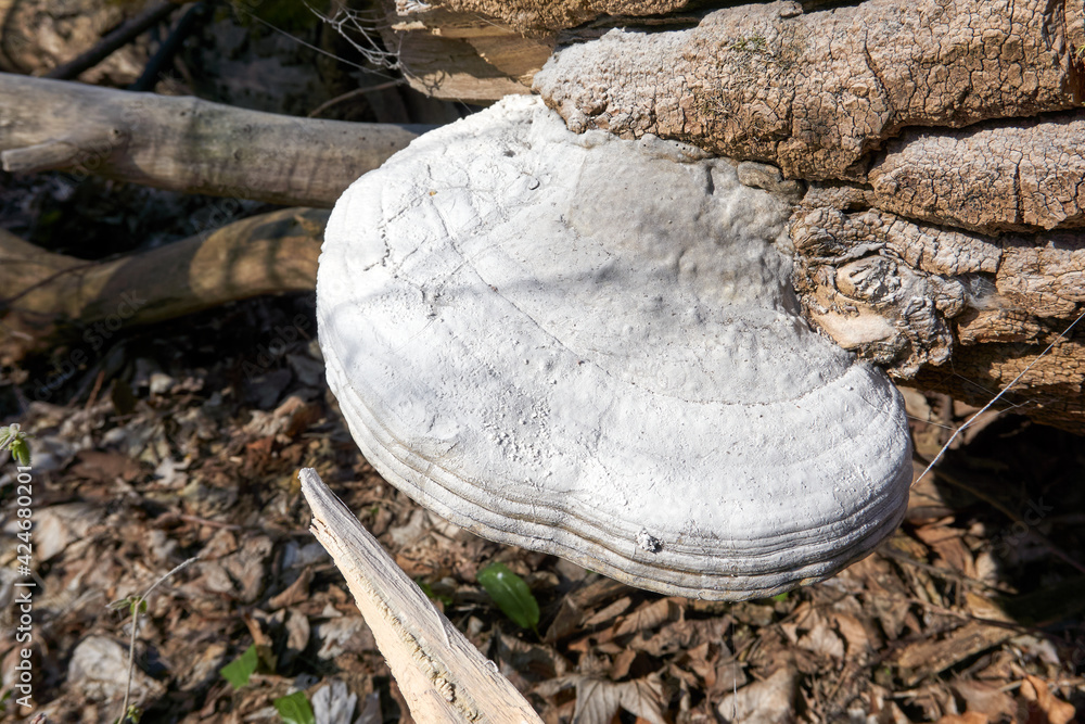 close up of a large white mushroom on a tree trunk close up of a large white mushroom on a tree trunk
