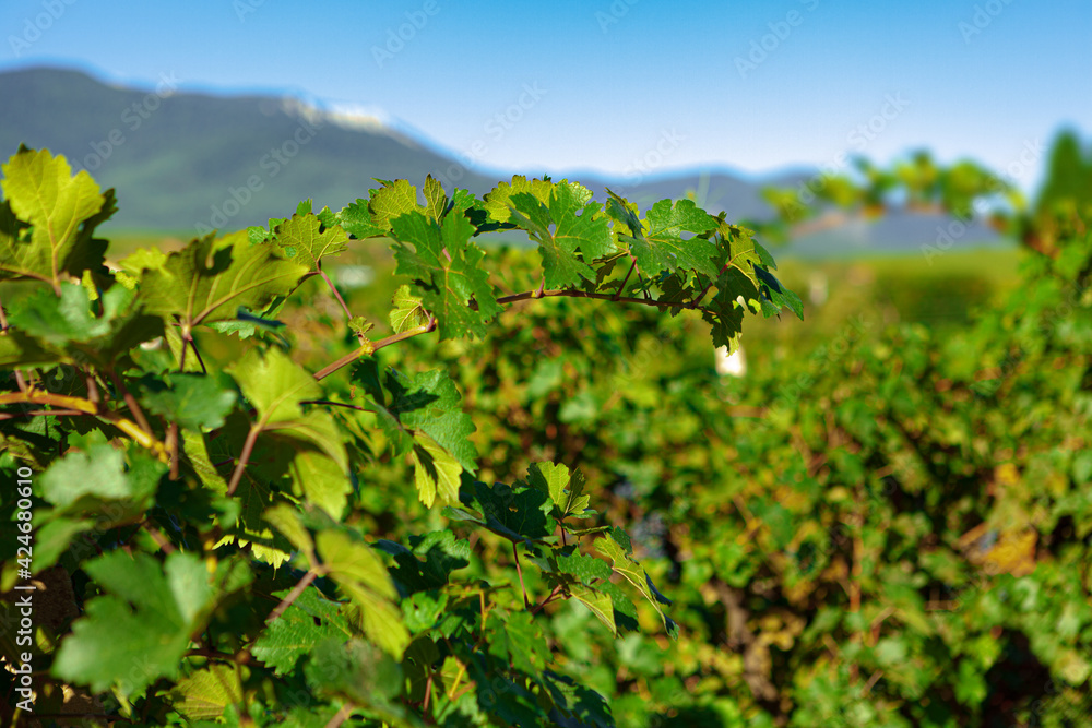 Naklejka premium Rows of grapes growing in a vineyard