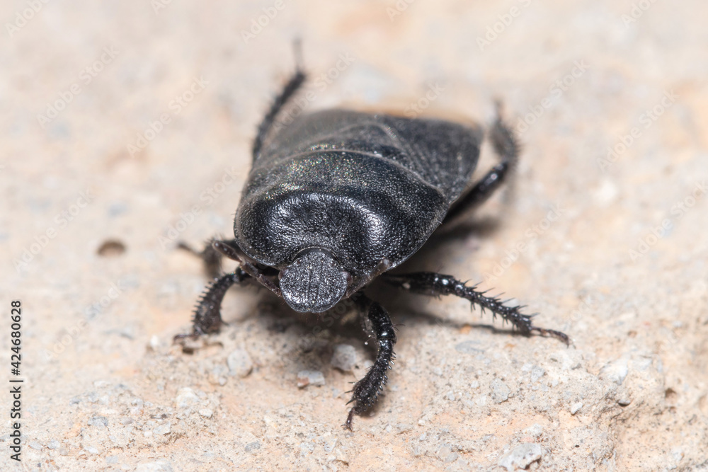 Burrowing bug, Cydnus aterrimus, walking on a concrete wall. High quality photo Burrowing bug, Cydnus aterrimus, walking on a concrete wall. High quality photo