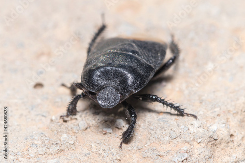 Burrowing bug, Cydnus aterrimus, walking on a concrete wall. High quality photo © Jorge