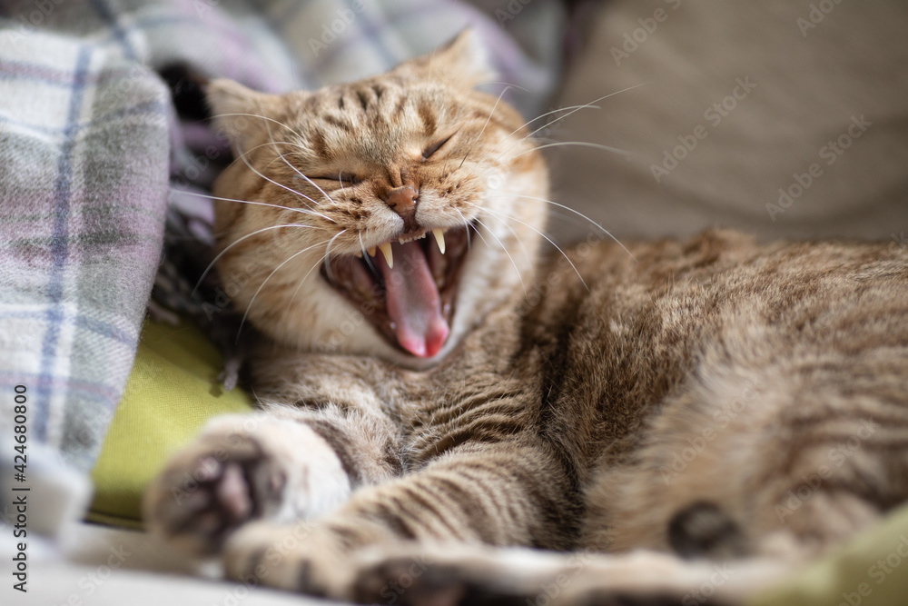 yawning cat on cosy sofa yawning cat on cosy sofa