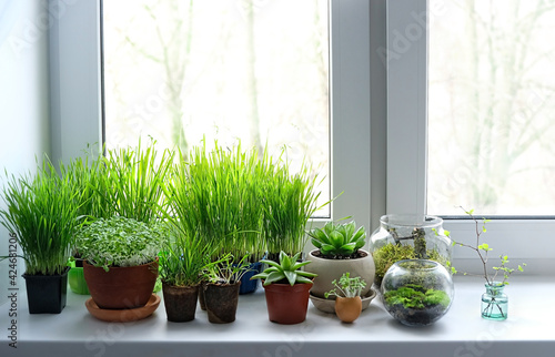 Slika na platnu Young seedlings of watercress salad, spinach, wheat, aromatic herbs and succulents on windowsill