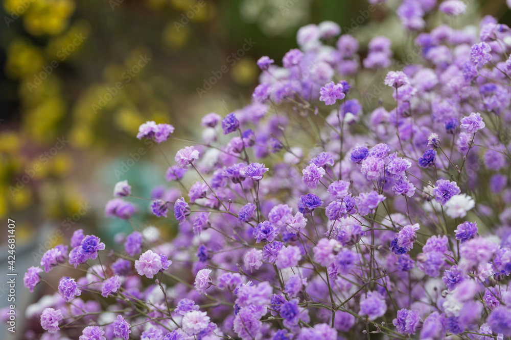 Colored dried flowers gypsophila,Gypsophila paniculata Colored dried flowers gypsophila,Gypsophila paniculata