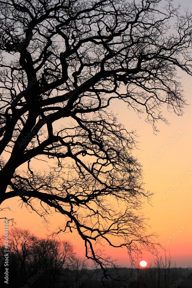 Silhouette of leafless branches, tree funeral, forest cemetery. Silhouette of leafless branches, tree funeral, forest cemetery.