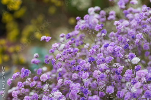 Colored dried flowers gypsophila   Gypsophila paniculata