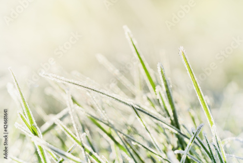 Frozen morning grass bright sunny natural background.
