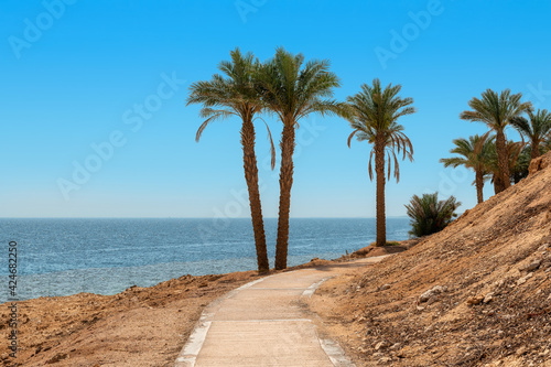 Palm trees on alley in tropical beach, seacoast promenade in Red Sea, Egypt.