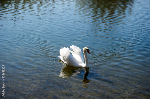 close up of a swan near the shore in a lake