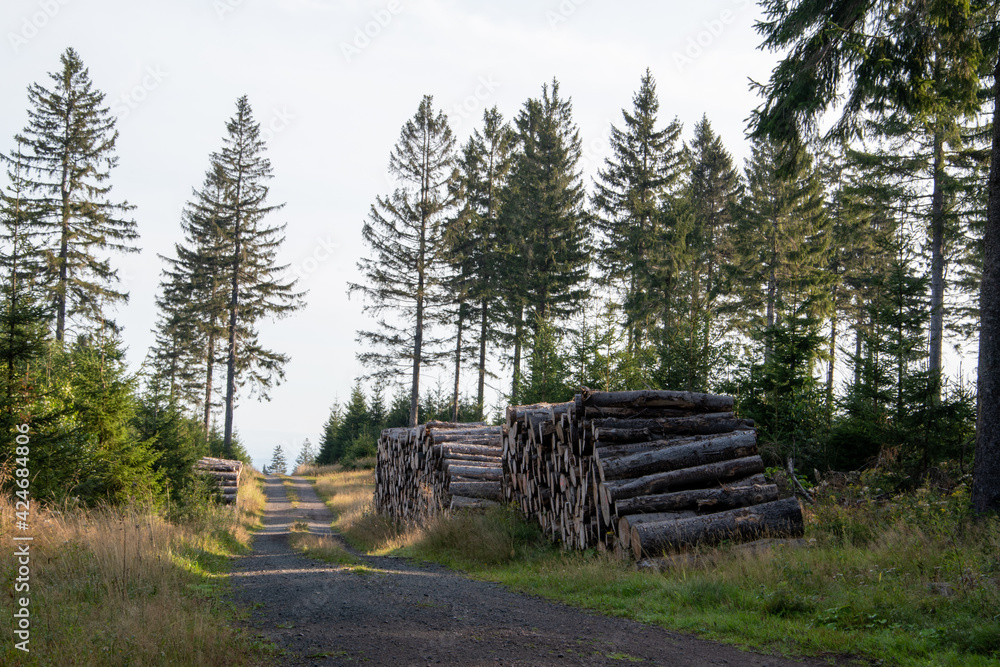 Wanderung auf dem Fernwanderweg Rennsteig in Thüringen von Ebertswiese nach Oberhof Wanderung auf dem Fernwanderweg Rennsteig in Thüringen von Ebertswiese nach Oberhof