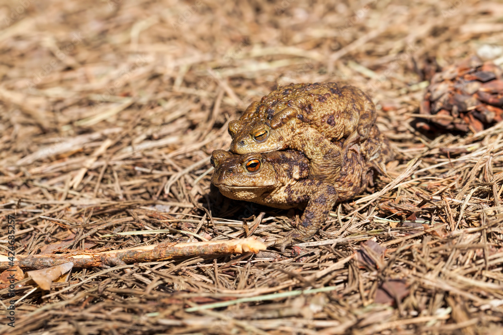 two toads in the breeding season two toads in the breeding season