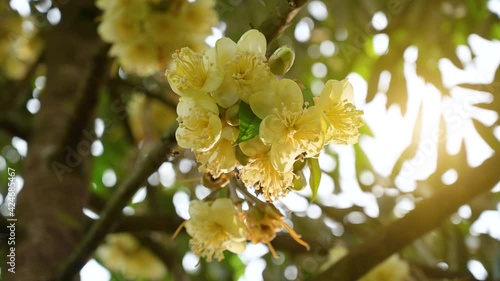 Bees are picking up yellow durian buds in the morning durian garden photo