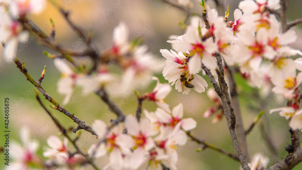 Close-up photo of bee collects pollen from a blossom. Bee collecting honey.Spring tree bloom and bee.
