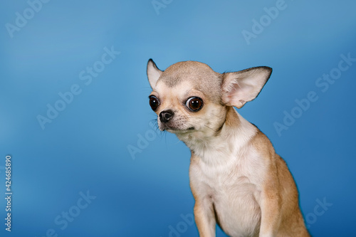 Emotions of a dog. Portrait of a Chihuahua in the studio on a blue background. © Tatyana