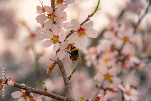 Close-up photo of Bumble-Bee on flowers in spring garden