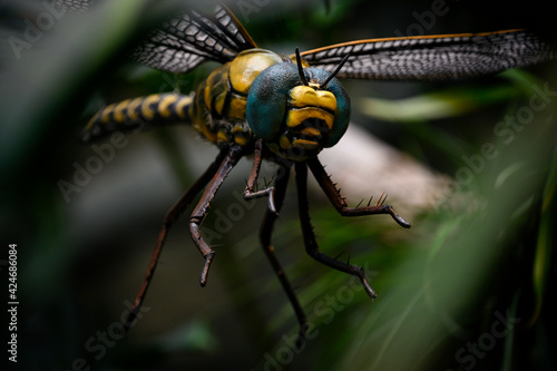 Plastic large figurine of a prehistoric dragonfly. © lapis2380