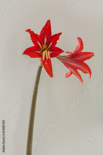 Bloom red Hippeastrum johnsonii (formerly Amaryllis johnsonii) or Johnson's Amaryllis   on gray background. photo