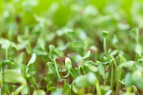 Natural ecological green background of small seedlings 
