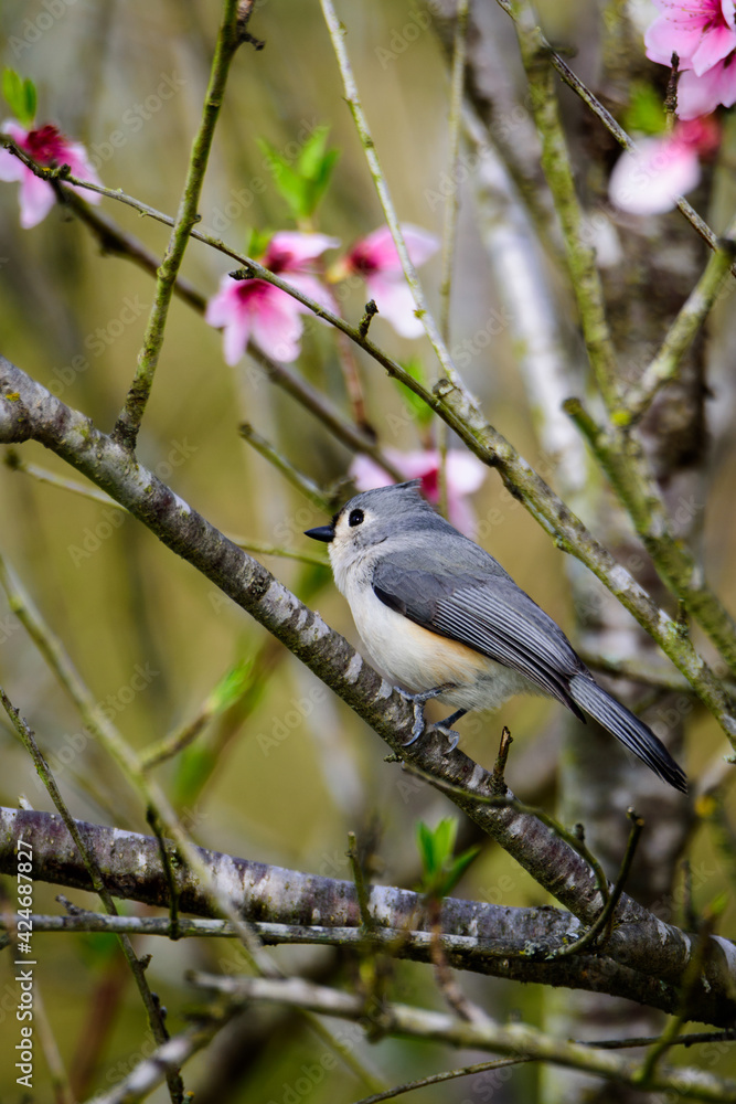 Tufted Titmouse Perched In Tree-7766 Tufted Titmouse Perched In Tree-7766