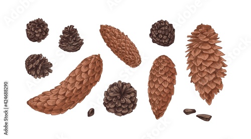 Hand-drawn set with different cones of coniferous fir, spruce and pine trees isolated on white background. Realistic pinecones of conifer plants. Colored botanical vector illustration photo