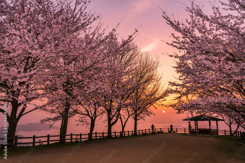 三豊市紫雲出山から眺める桜と瀬戸内海