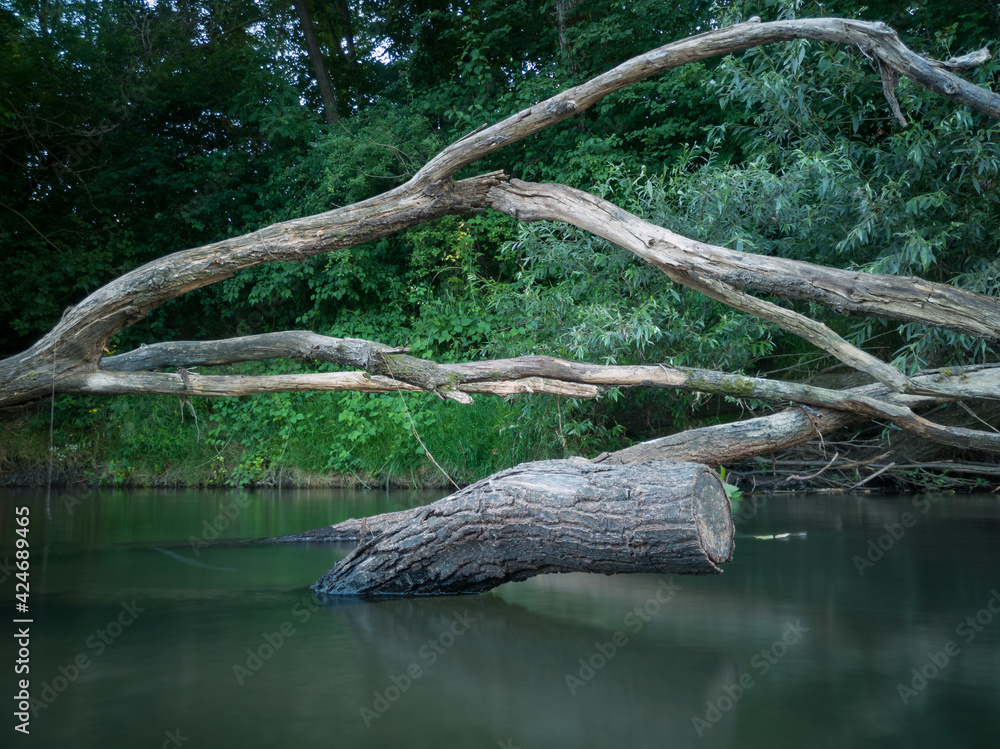 Dead tree log with big branches stuck in shallow river against steep shore overgrown with grass during dusk. Dead tree log with big branches stuck in shallow river against steep shore overgrown with grass during dusk.