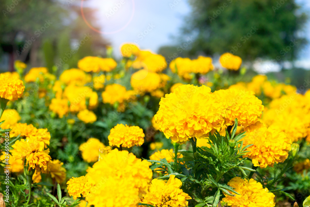 Marigold flowers in the meadow with sunlight. Marigold flowers in the meadow with sunlight.