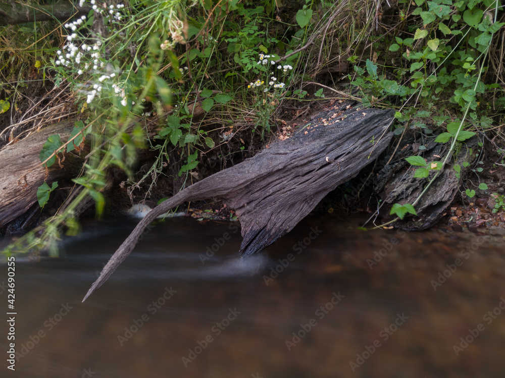 Obraz premium The remains of the roots of a dead tree protrude from the shore overgrown with grass and vines and touch the surface of a fast river