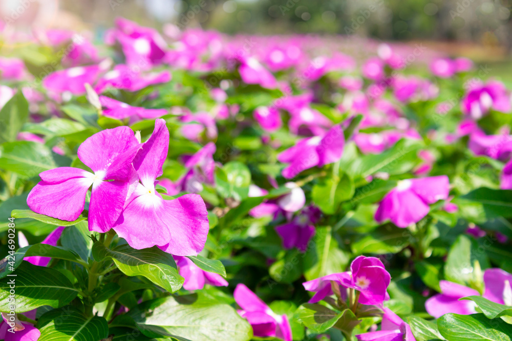 Beautiful pink flowers with a sunlight in a garden. Beautiful pink flowers with a sunlight in a garden.