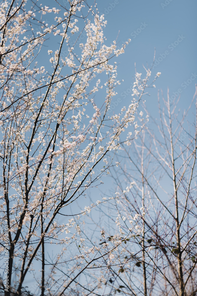 Vertical photo of trees in bloom Vertical photo of trees in bloom