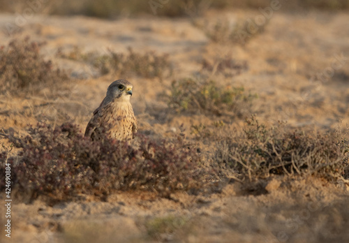 Common Kestrel perched on ground at Hamala, Bahrain © Dr Ajay Kumar Singh