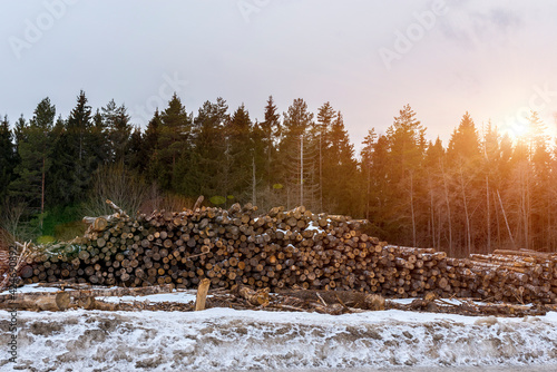 tree trunks stacked in the forest