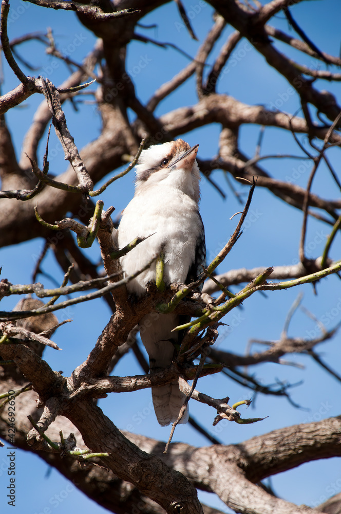 Sydney Australia, kookaburra perched on bare branch of tree Sydney Australia, kookaburra perched on bare branch of tree
