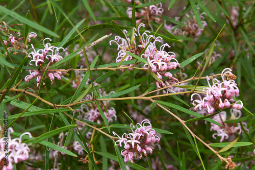 Photography Sydney Australia, flowers of a grevillea sericea or pink spider flower plant