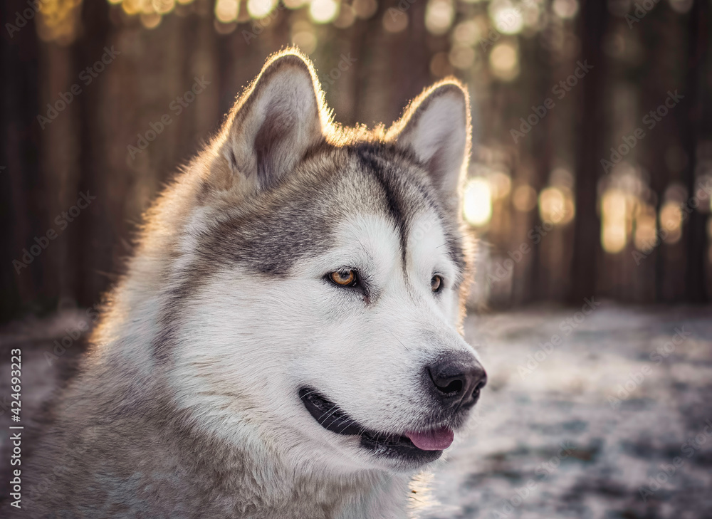 Concentrated Alaskan Malamute girl in the forest. Sunny evening in the wilderness. Pet portrait photography. Selective focus on the eyes, blurred background.
