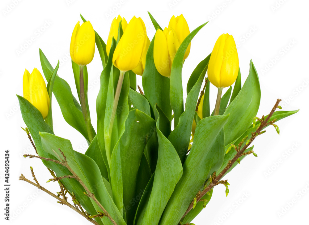 tulips on white background