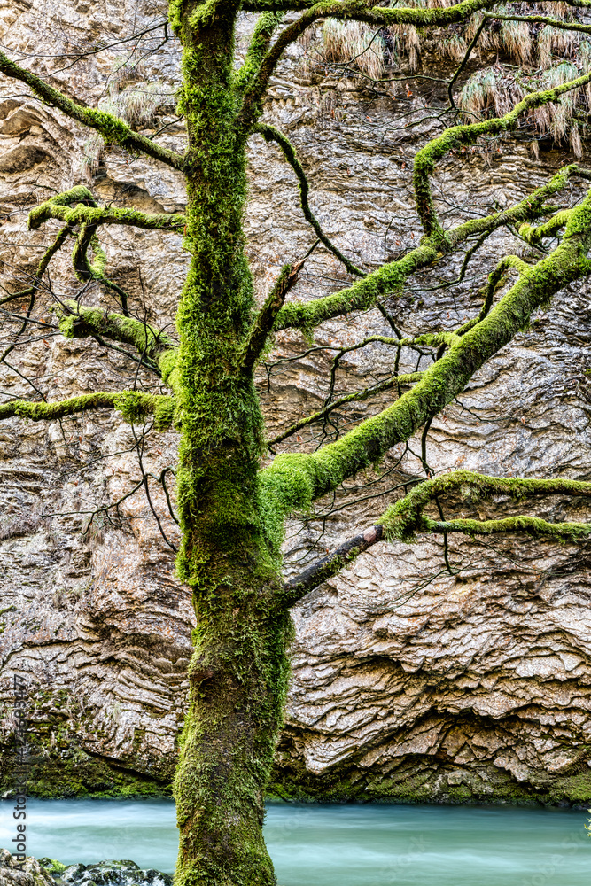 Moss covered tree along Erlauf River, Lover Austria