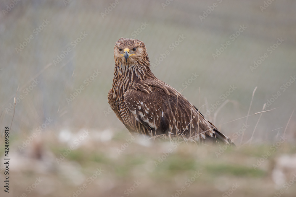 Eastern Imperial Eagle, (Aquila heliaca) in its natural habitat. Eastern Imperial Eagle, (Aquila heliaca) in its natural habitat.