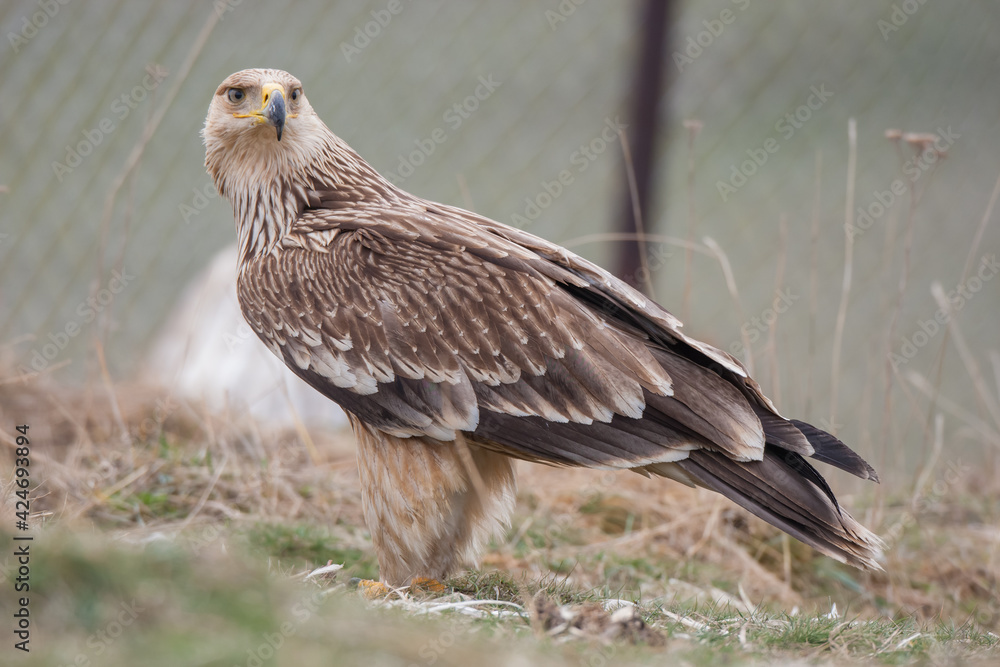 Obraz premium Eastern Imperial Eagle, (Aquila heliaca) in its natural habitat.