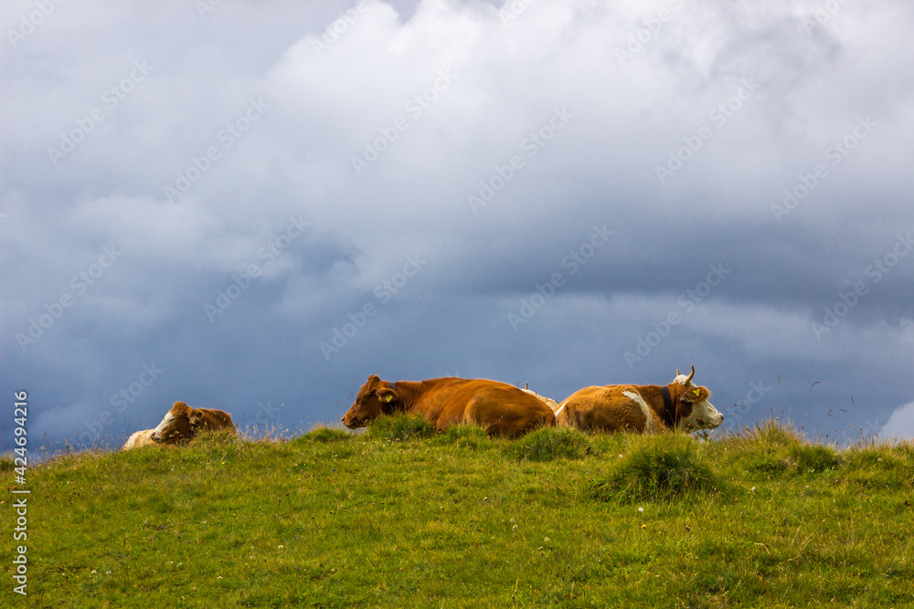 Fototapeta premium Animals grazing on mountain pastures on a sunny day in Swiss Alps