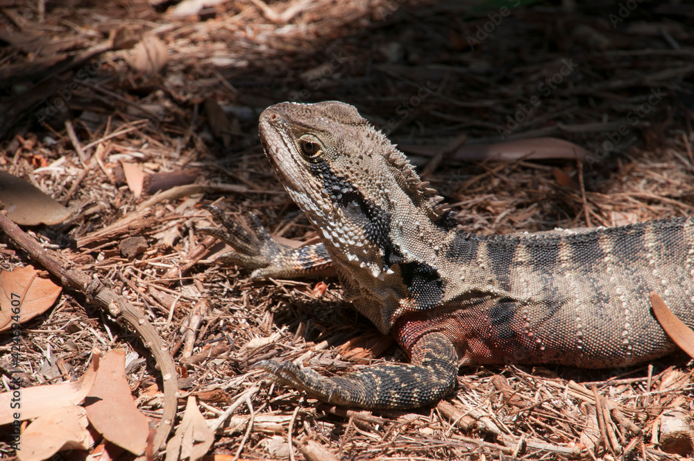 Fototapeta premium Sydney Australia, water dragon in garden soaking up the sunshine