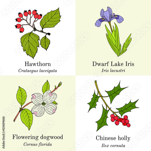 Set of edible and medicinal plants