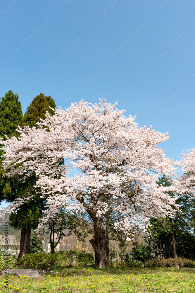 Full blooming of cherry blossoms in Yakuno highlands, Fukuchiyama city, Kyogo, Japan Full blooming of cherry blossoms in Yakuno highlands, Fukuchiyama city, Kyogo, Japan
