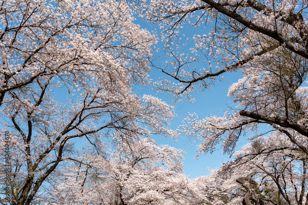 Full blooming of cherry blossoms in Yakuno highlands, Fukuchiyama city, Kyogo, Japan Full blooming of cherry blossoms in Yakuno highlands, Fukuchiyama city, Kyogo, Japan