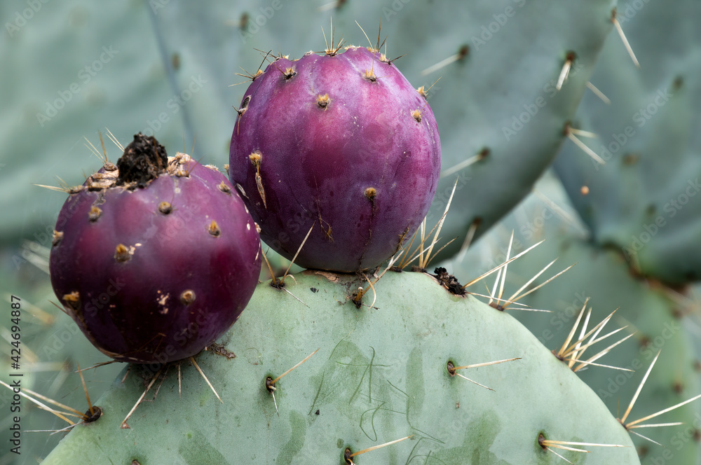 Sydney Australia, fruit and thorns on a Opuntia Robusta cactus paddle