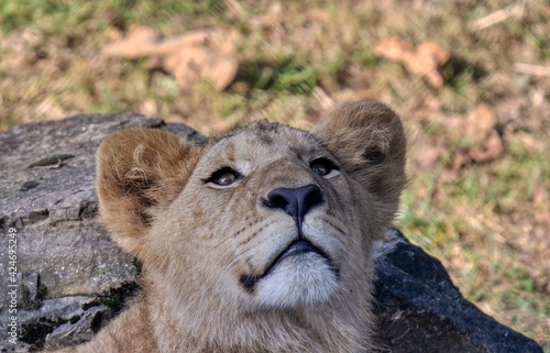 Portrait of a lion