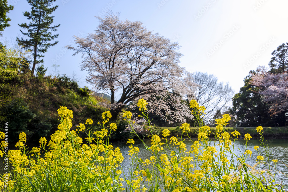 ジラカンスの桜
