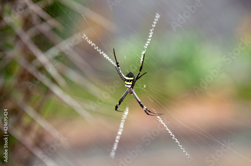 Sydney Australia, Argiope keyserlingi or Argiope aetherea both known as St Andrews cross spiders