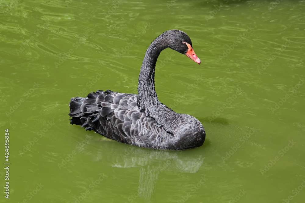 Fototapeta premium Bird black swan swims in the pond. Lake with green water. 