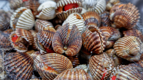Brown blood cockles  Tegillarca granosa  abstract background. Seafood on ice. Raw sea cockles for sale at seafood market use for cook steamed  blanched cockle